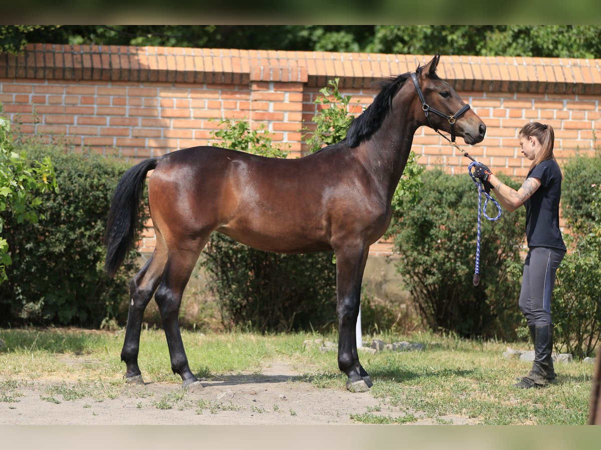 Koń oldenburski Klacz 1 Rok in Stud