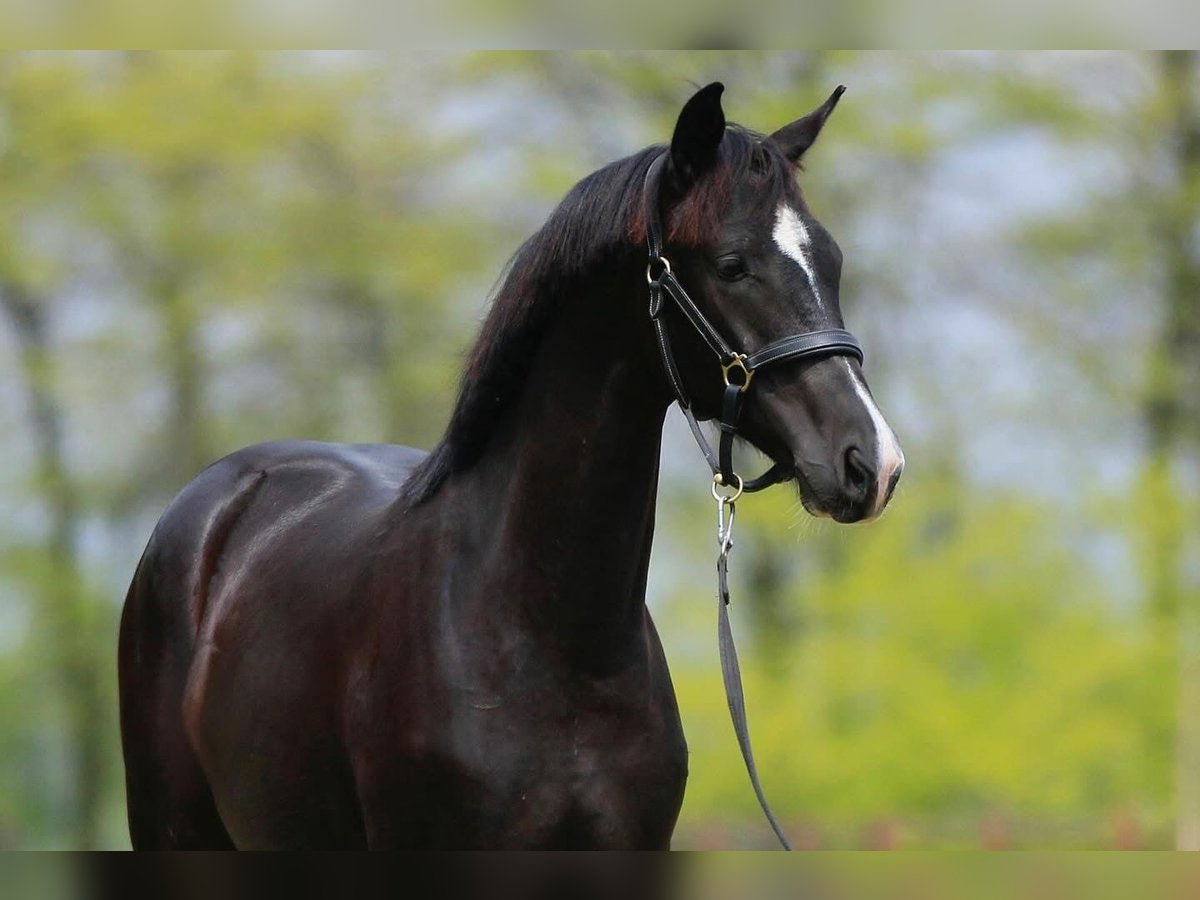 Koń oldenburski Klacz 1 Rok in Stud