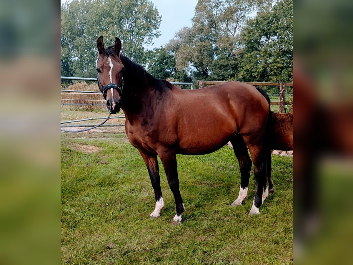 Koń oldenburski Klacz 21 lat 160 cm Gniada in Ihlow