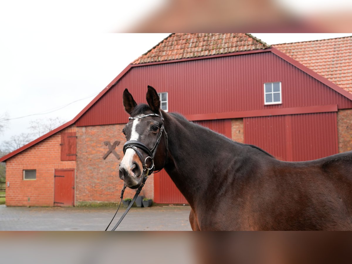 Koń oldenburski Klacz 21 lat 170 cm Gniada in Twistringen