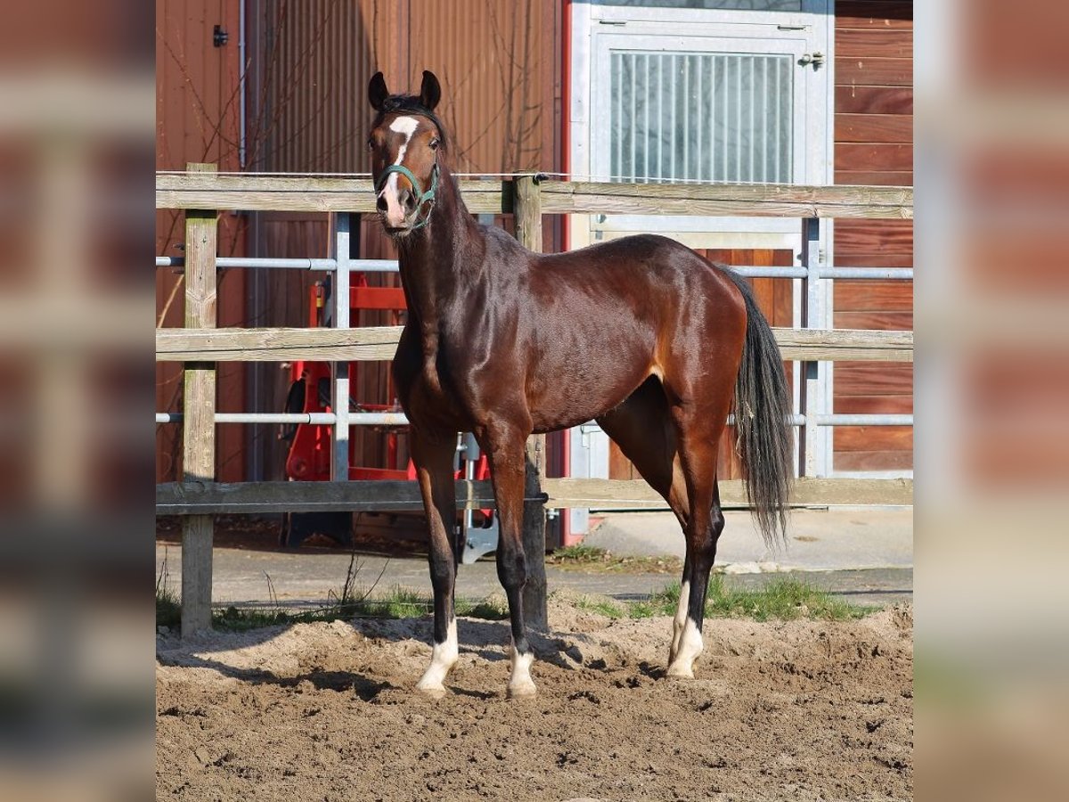 Koń oldenburski Klacz 2 lat 154 cm Gniada in Radeburg