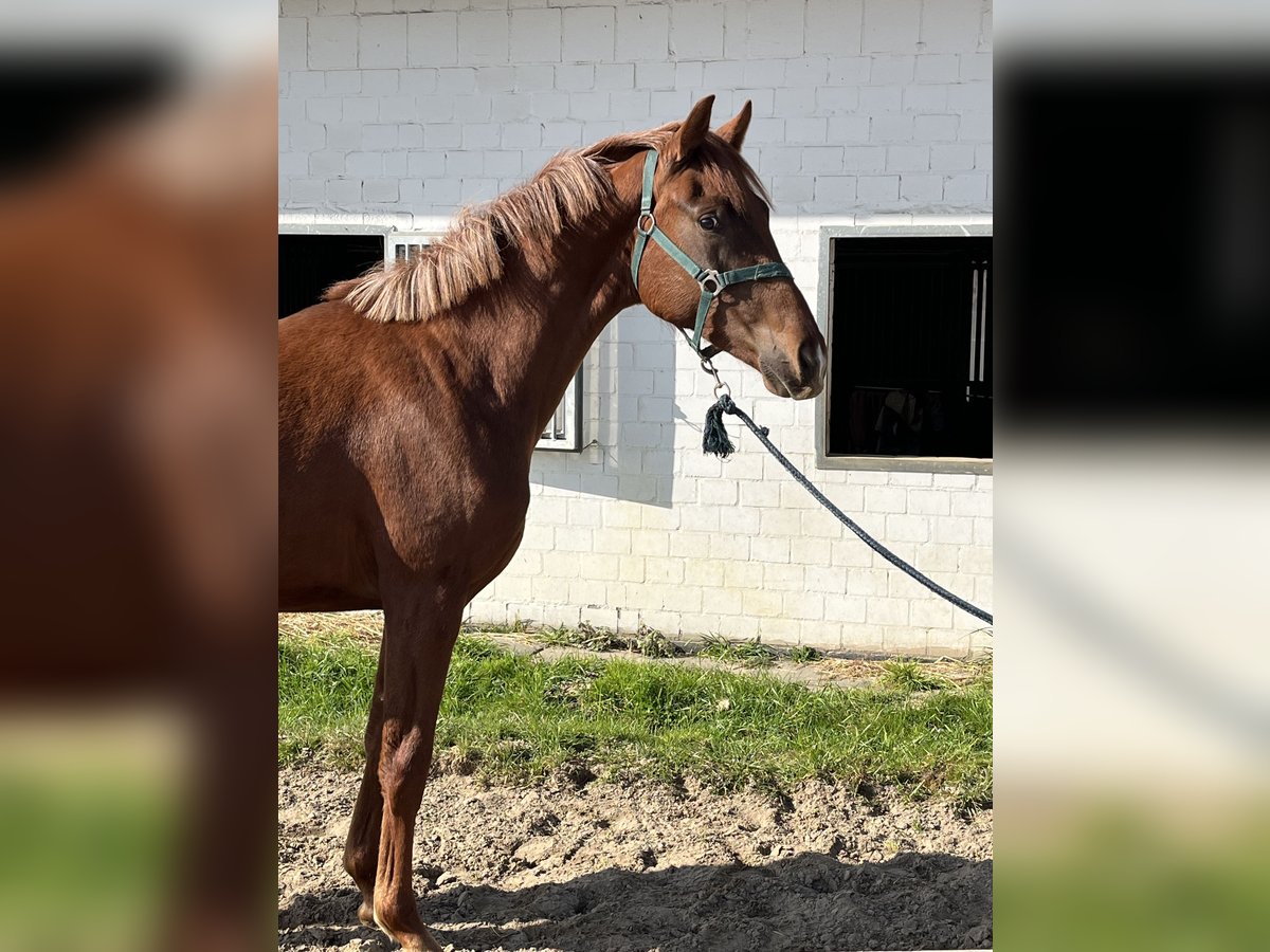 Koń oldenburski Klacz 2 lat 156 cm Kasztanowata in Hiddenhausen