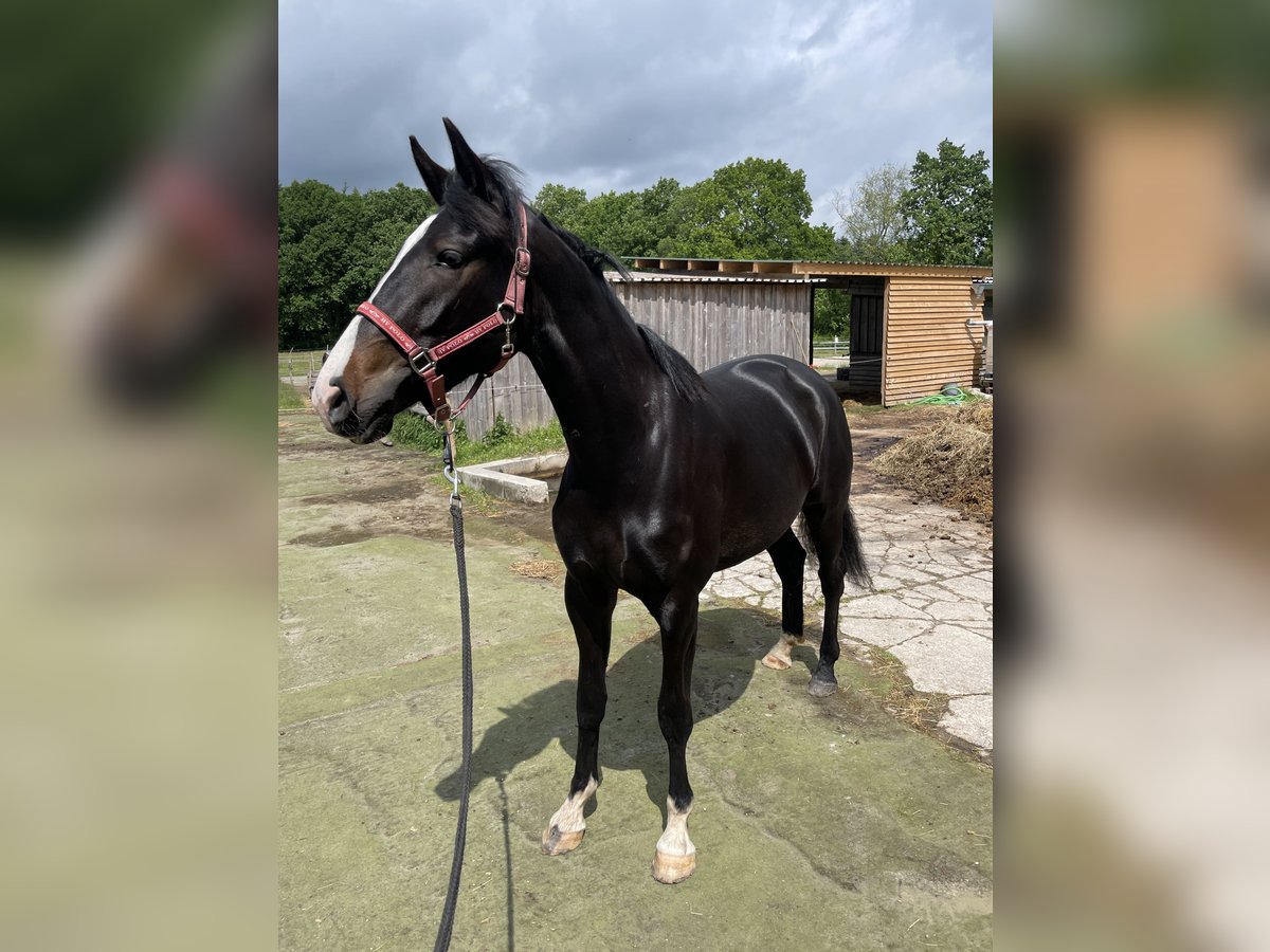Koń oldenburski Klacz 2 lat 158 cm Ciemnogniada in Aurich