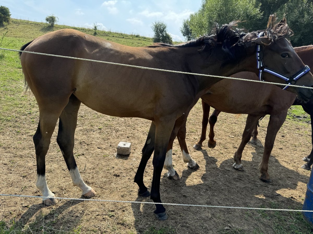 Koń oldenburski Klacz 2 lat 160 cm Gniada in Erfurt