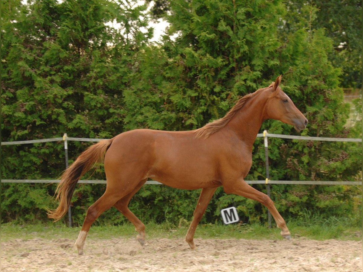 Koń oldenburski Klacz 2 lat 162 cm Kasztanowata in Hannover