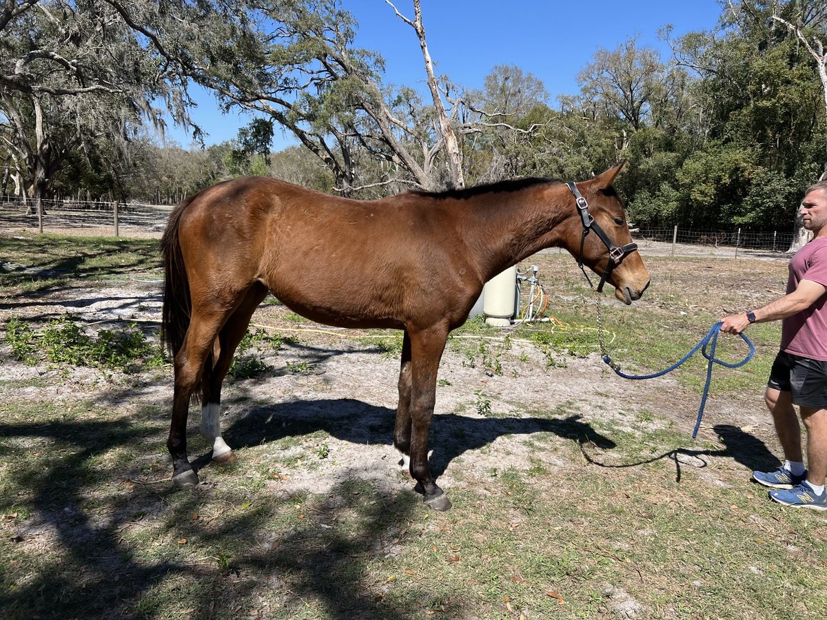 Koń oldenburski Klacz 2 lat 163 cm Gniada in Brooksville