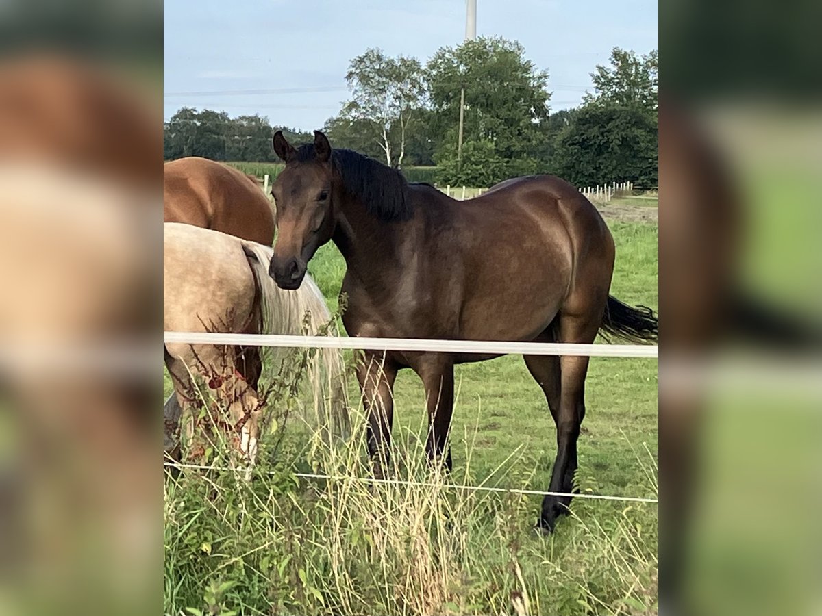 Koń oldenburski Klacz 2 lat 165 cm Ciemnogniada in Eydelstedt