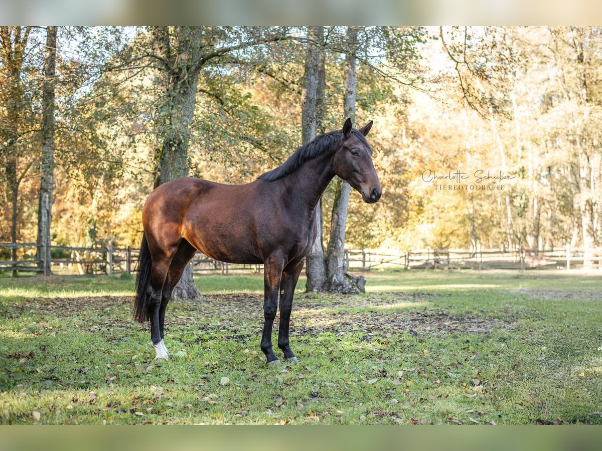 Koń oldenburski Klacz 2 lat 165 cm Gniada in Wedemark