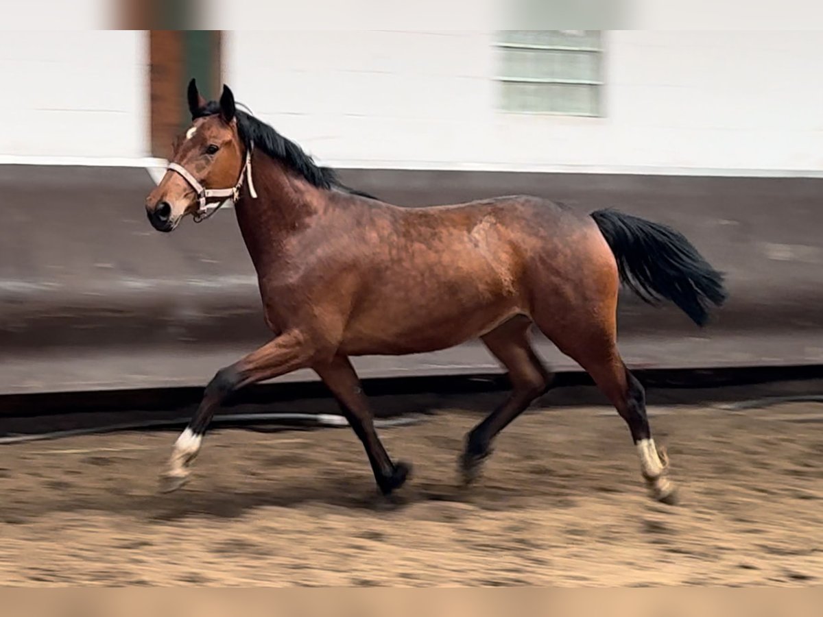 Koń oldenburski Klacz 2 lat 166 cm Gniada in Bramsche