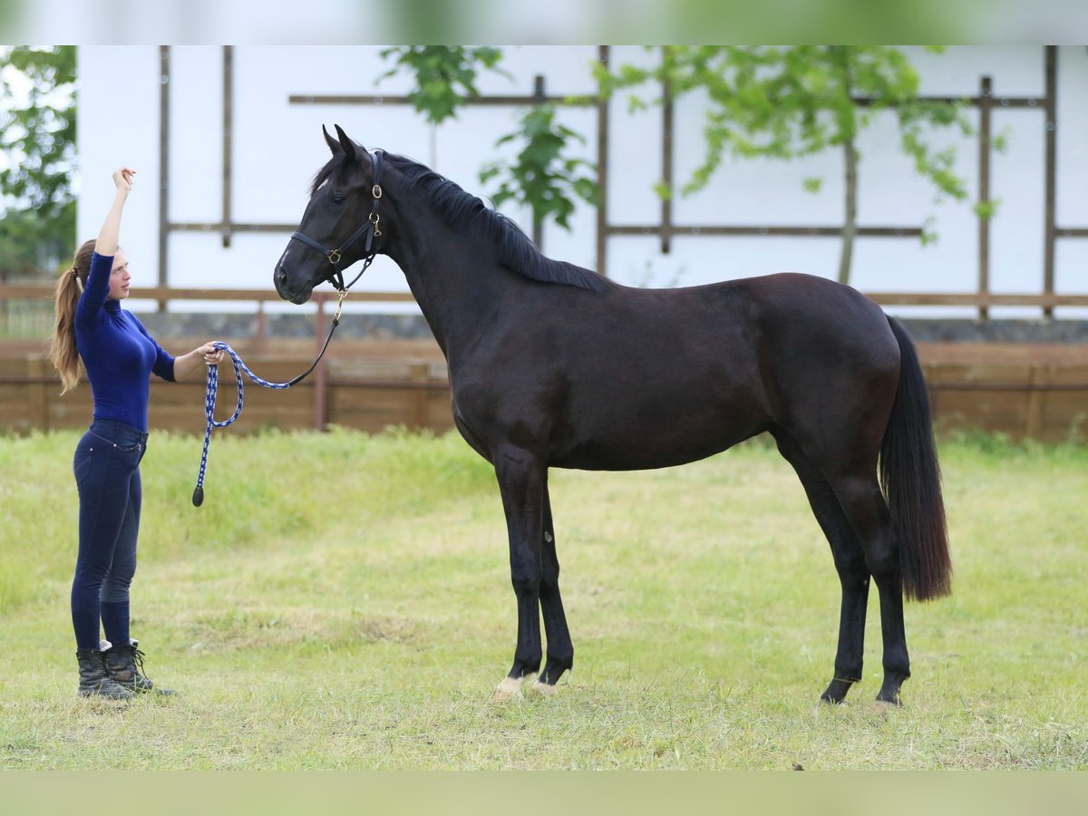 Koń oldenburski Klacz 2 lat 166 cm Kara in Brytovka