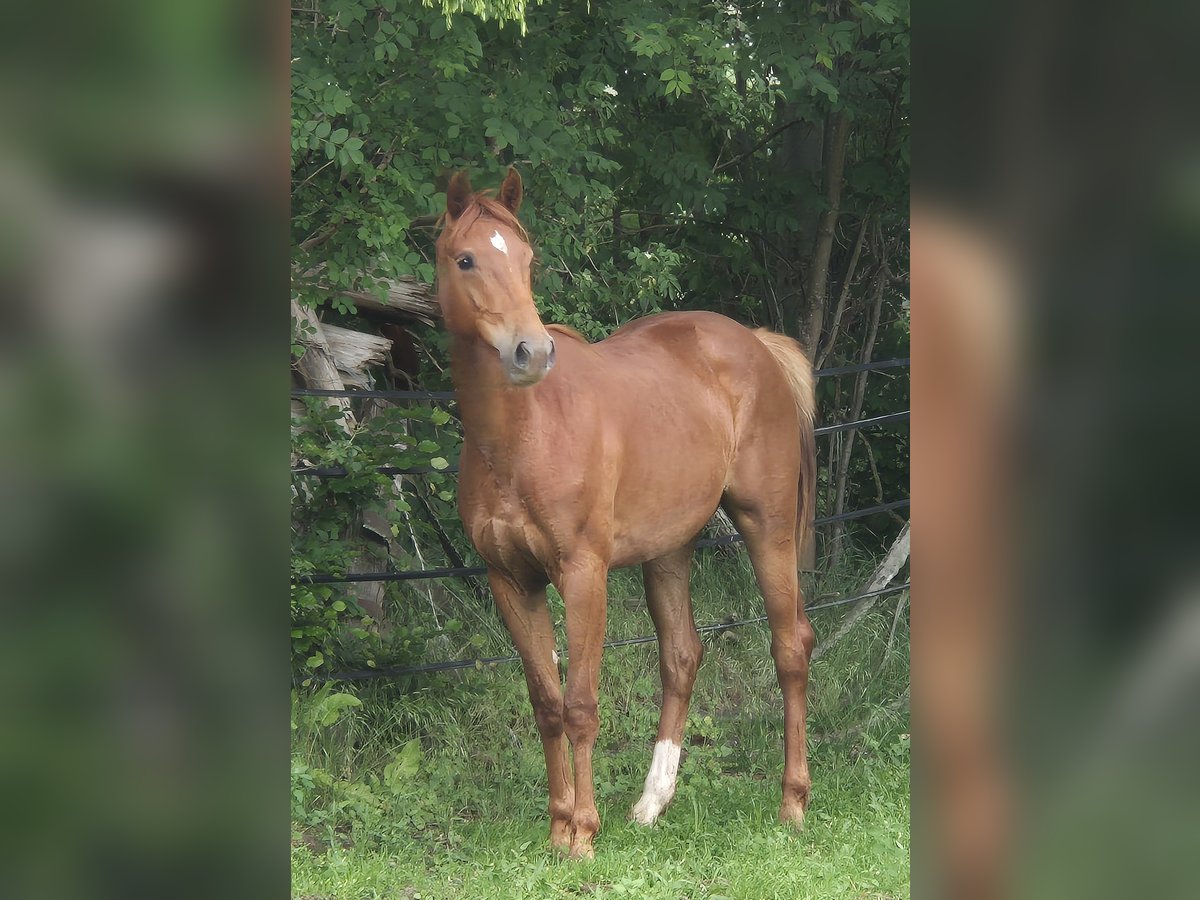 Koń oldenburski Klacz 2 lat 167 cm Ciemnokasztanowata in Ehrenburg