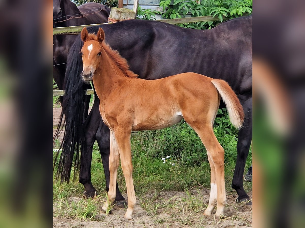 Koń oldenburski Klacz 2 lat 169 cm Ciemnokasztanowata in Ehrenburg