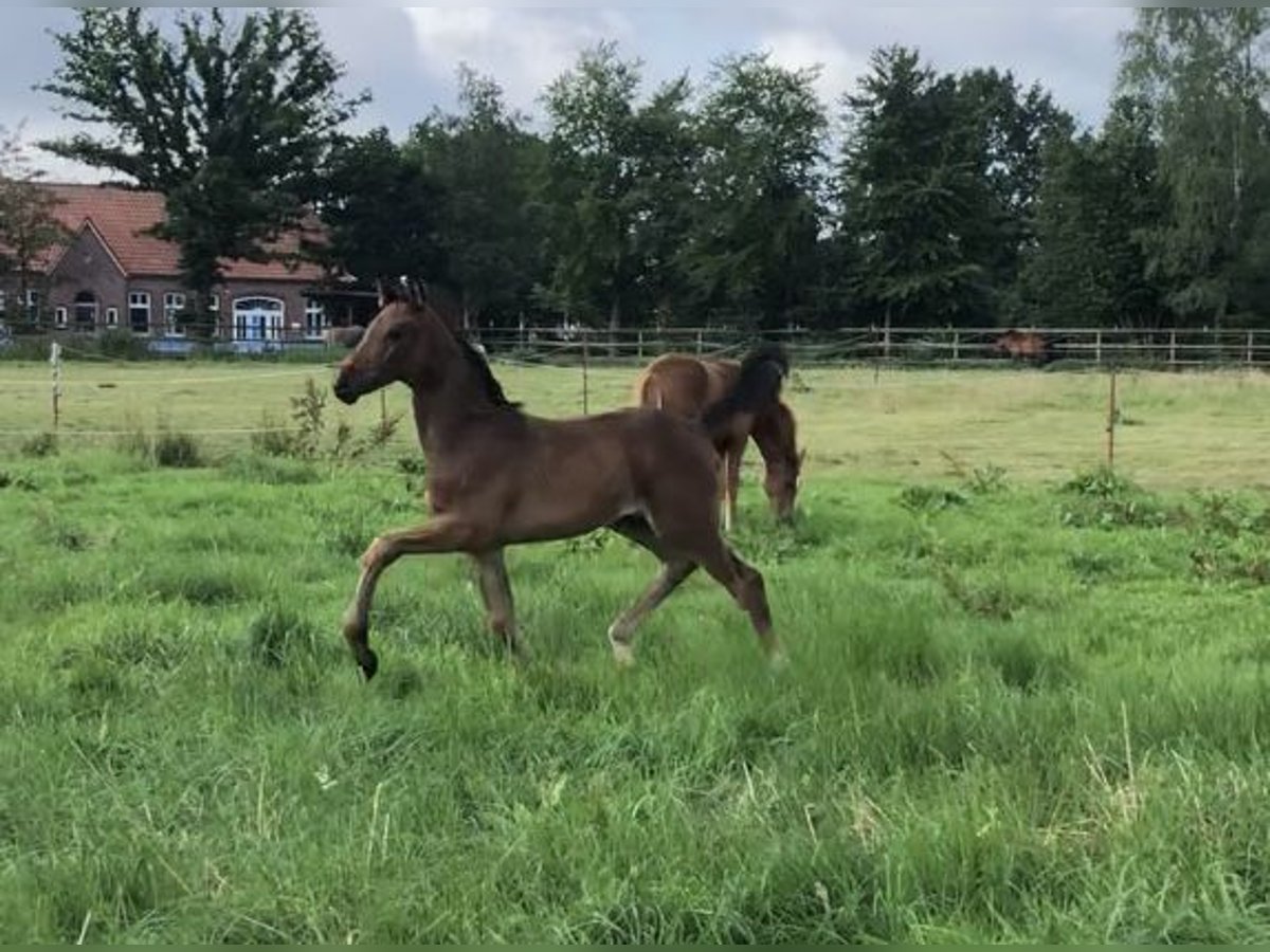 Koń oldenburski Klacz 2 lat 173 cm Gniada in Westerstede