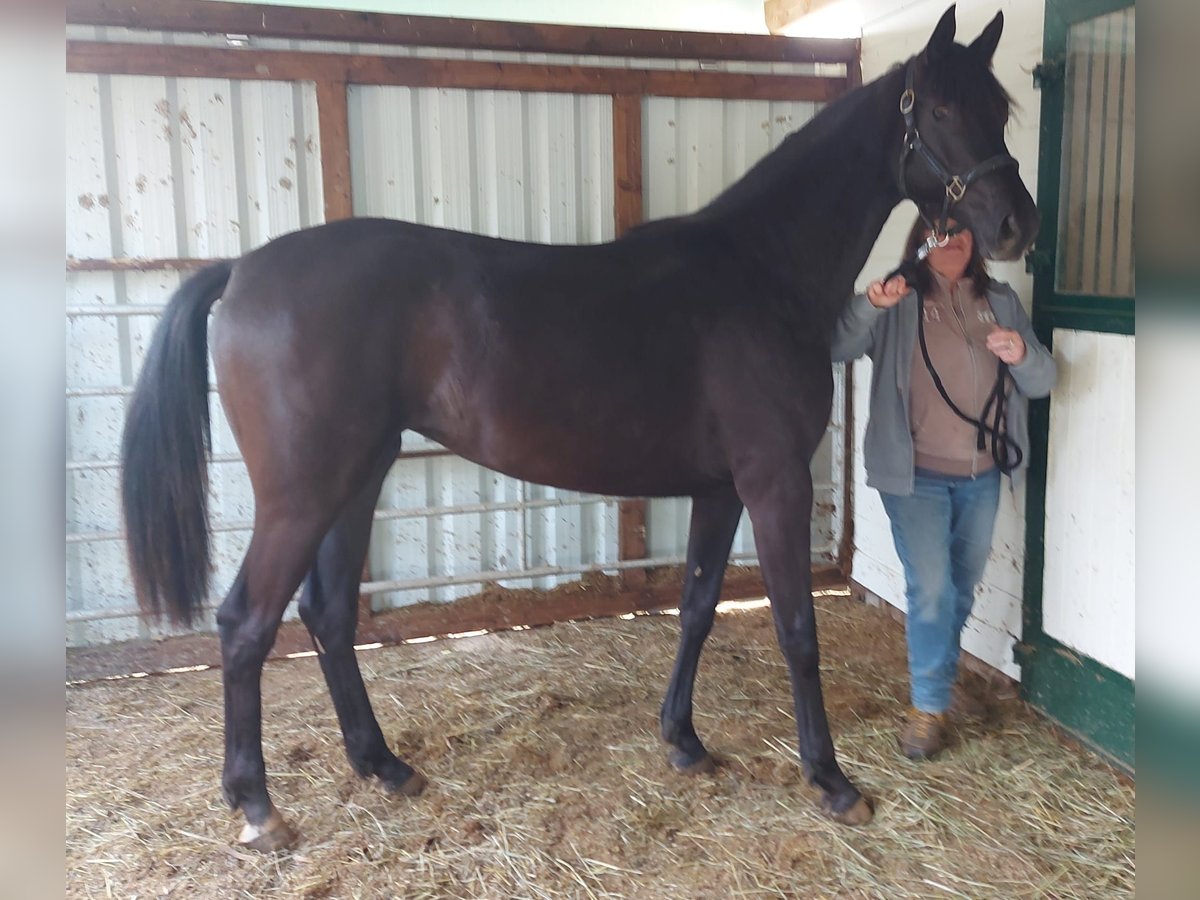 Koń oldenburski Klacz 2 lat 173 cm Kara in Greifenstein