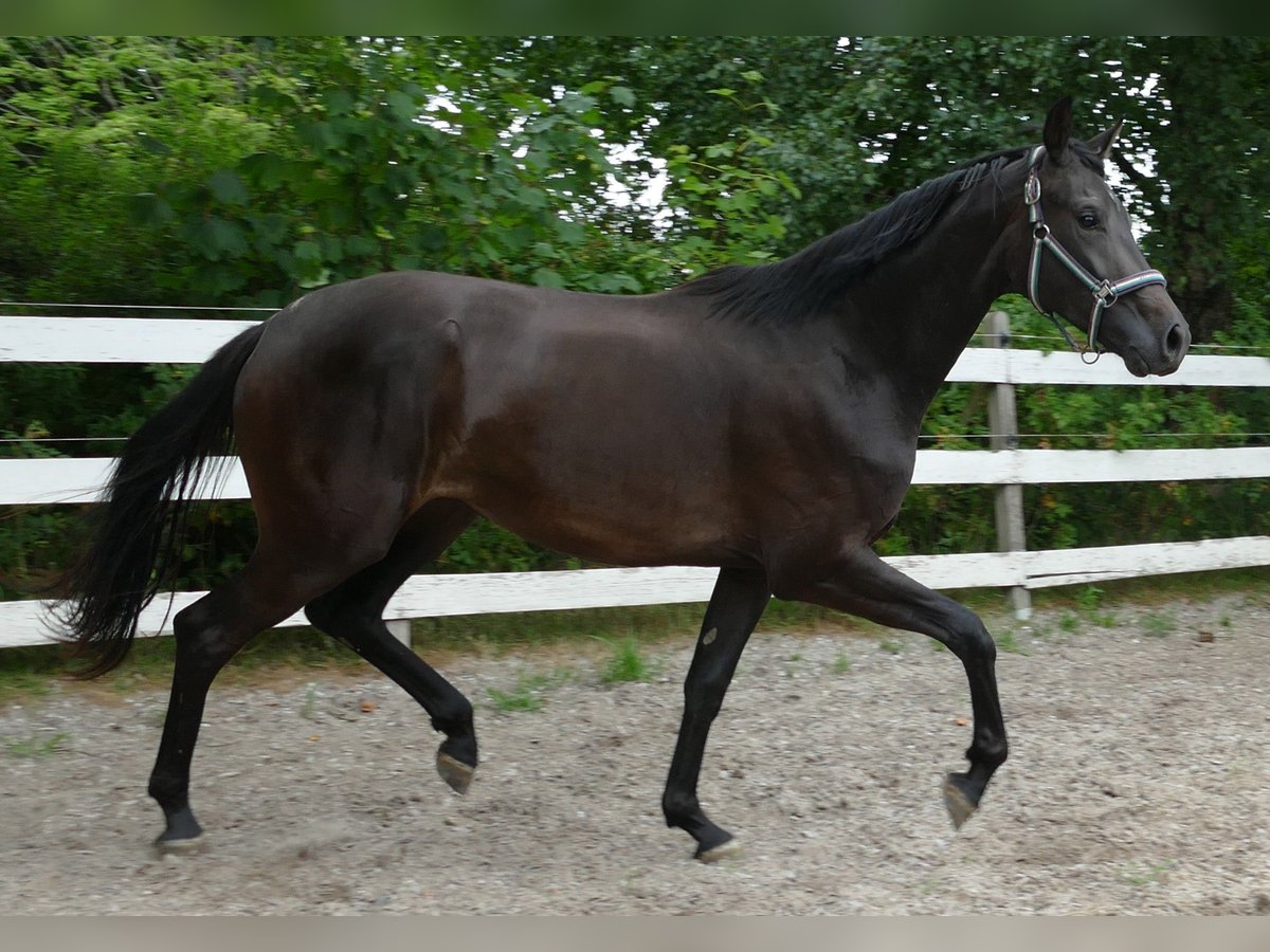 Koń oldenburski Klacz 2 lat 174 cm Skarogniada in Greifenstein