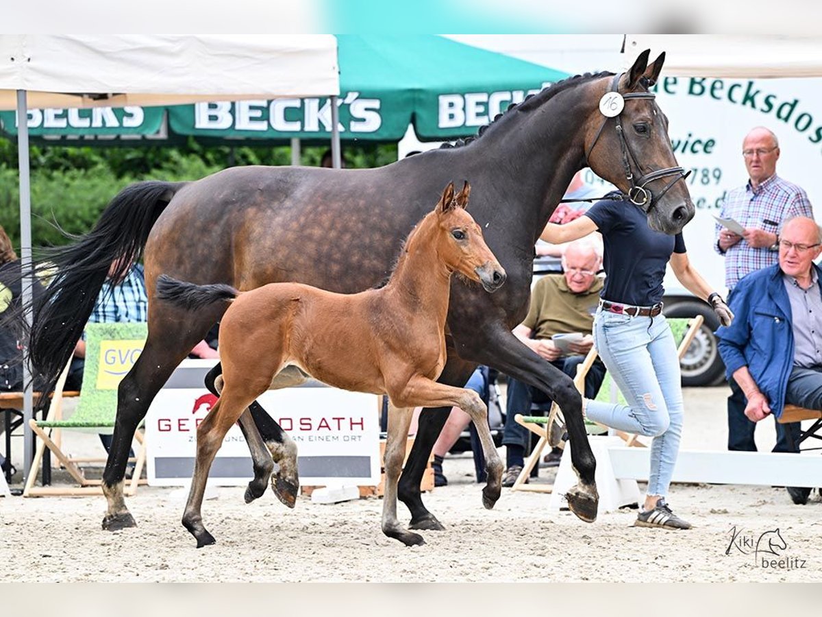 Koń oldenburski Klacz 2 lat in Ganderkesee