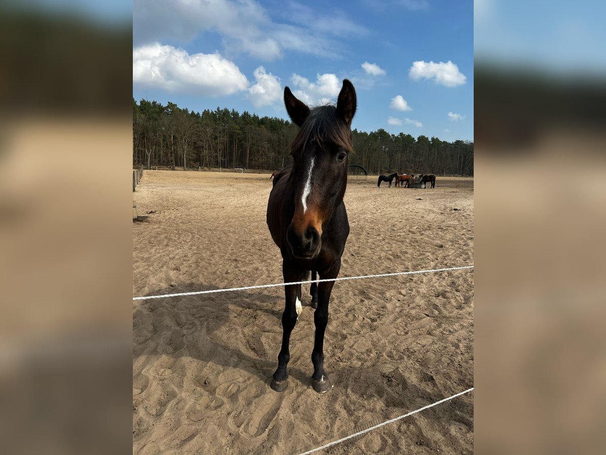 Koń oldenburski Klacz 3 lat 155 cm Ciemnogniada in Sch&#xF6;nwalde