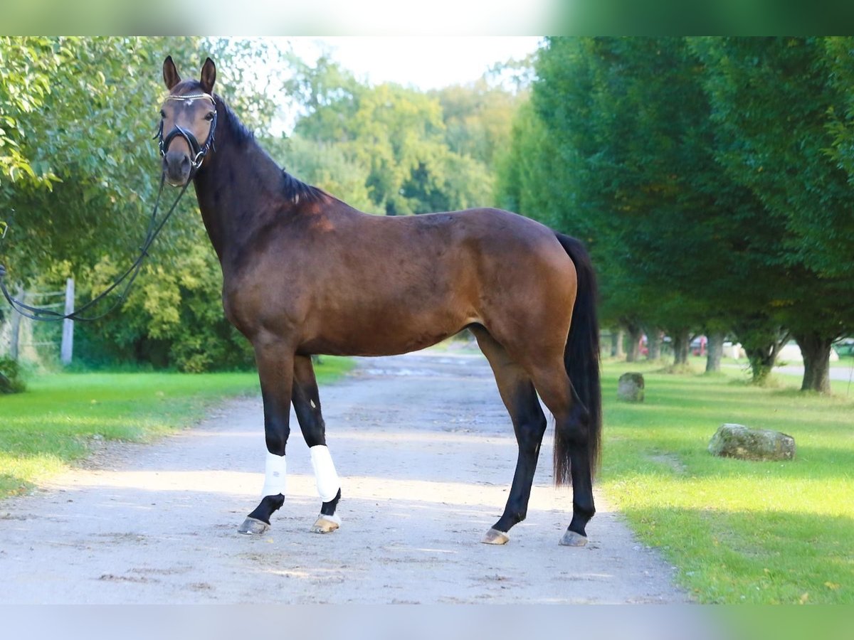 Koń oldenburski Klacz 3 lat 156 cm Gniada in Schellerten