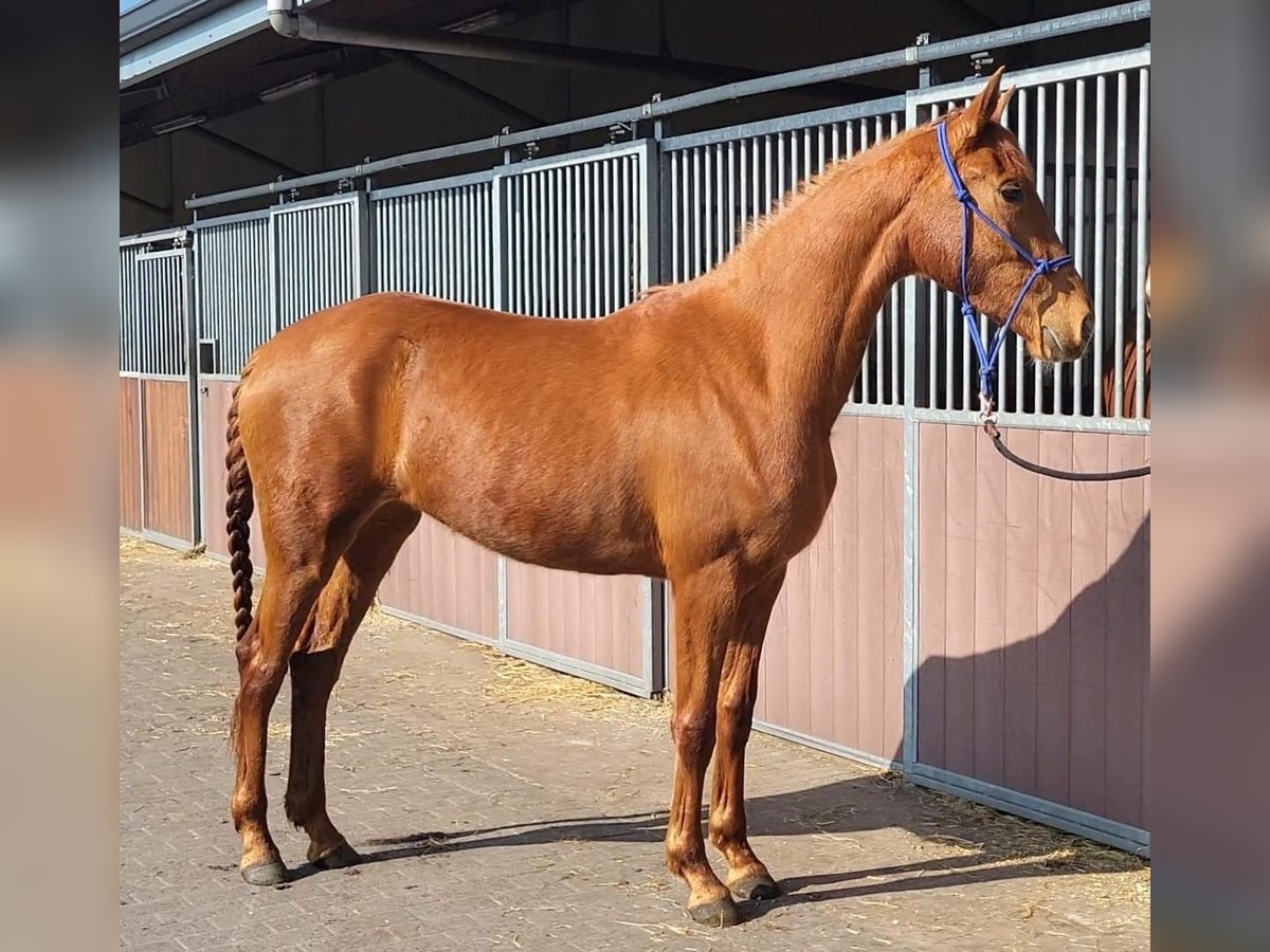 Koń oldenburski Klacz 3 lat 159 cm Kasztanowata in Hechtel eksel