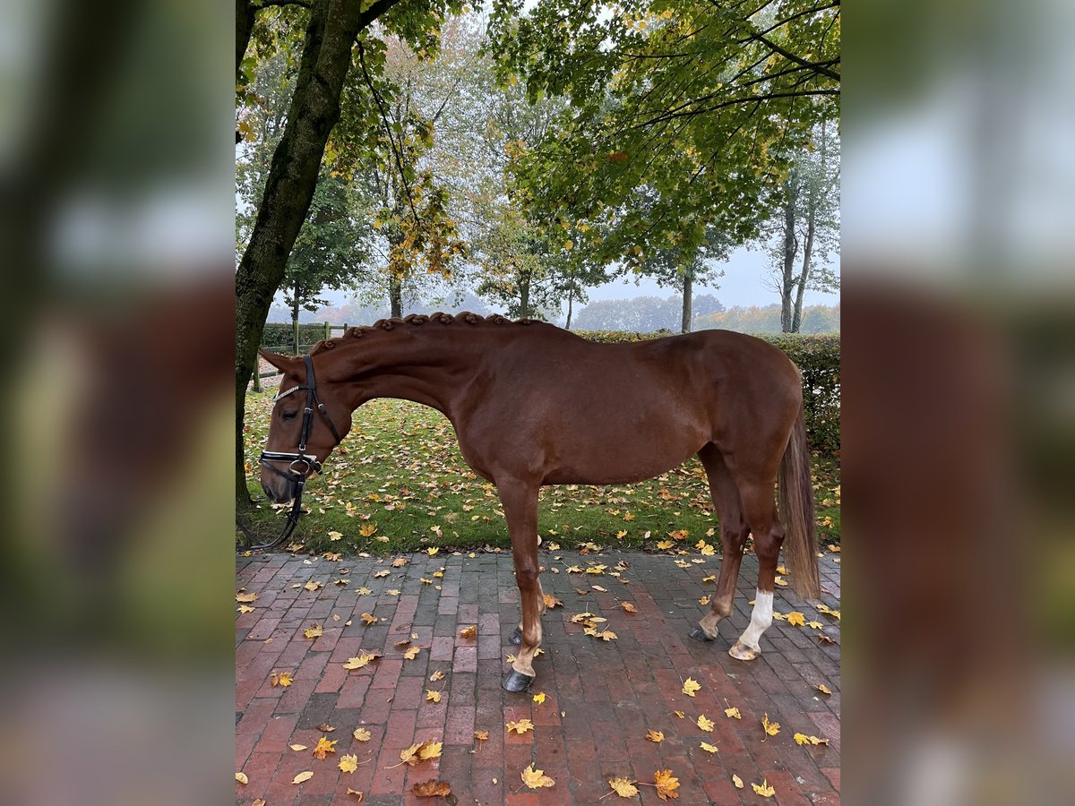 Koń oldenburski Klacz 3 lat 162 cm Kasztanowata in Visbek