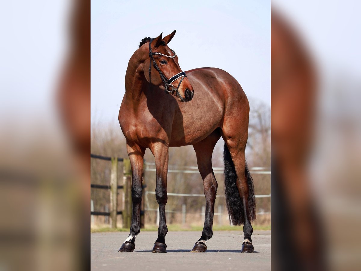 Koń oldenburski Klacz 3 lat 163 cm Ciemnogniada in Lingen