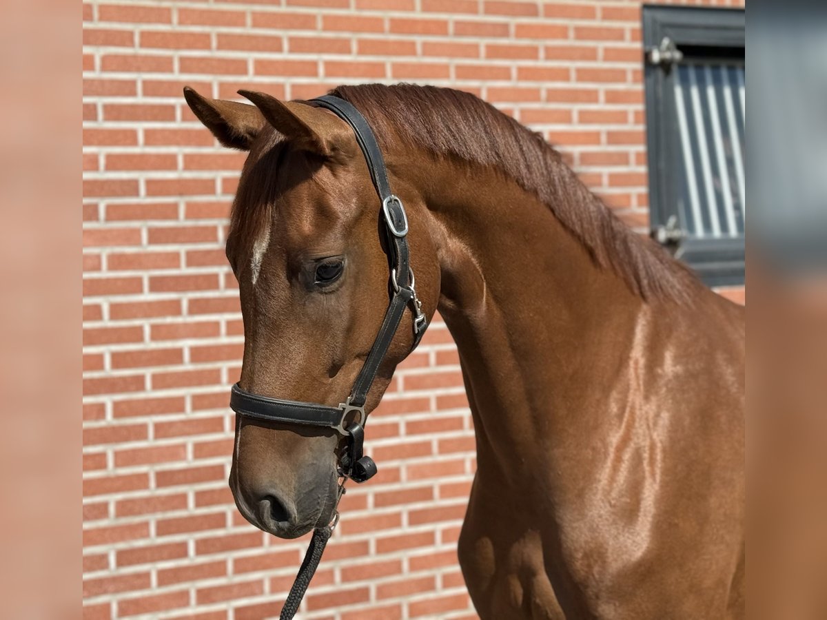 Koń oldenburski Klacz 3 lat 163 cm Ciemnokasztanowata in Zieuwent