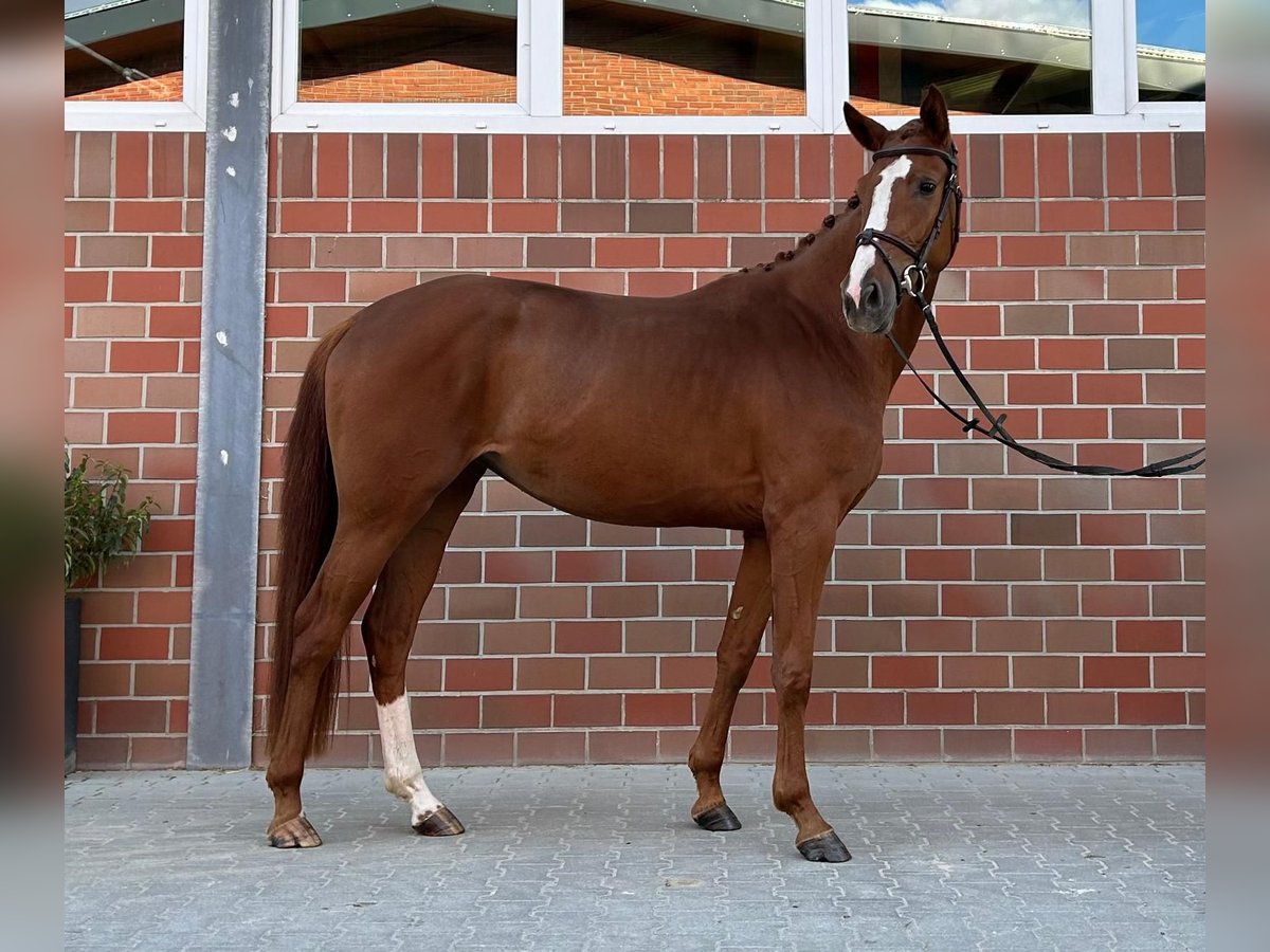 Koń oldenburski Klacz 3 lat 164 cm Ciemnokasztanowata in Vechta