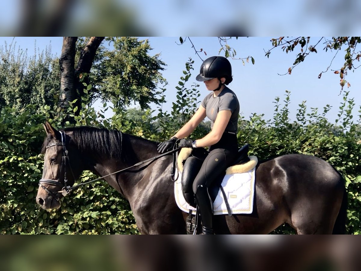 Koń oldenburski Klacz 3 lat 165 cm Ciemnogniada in Neeritter