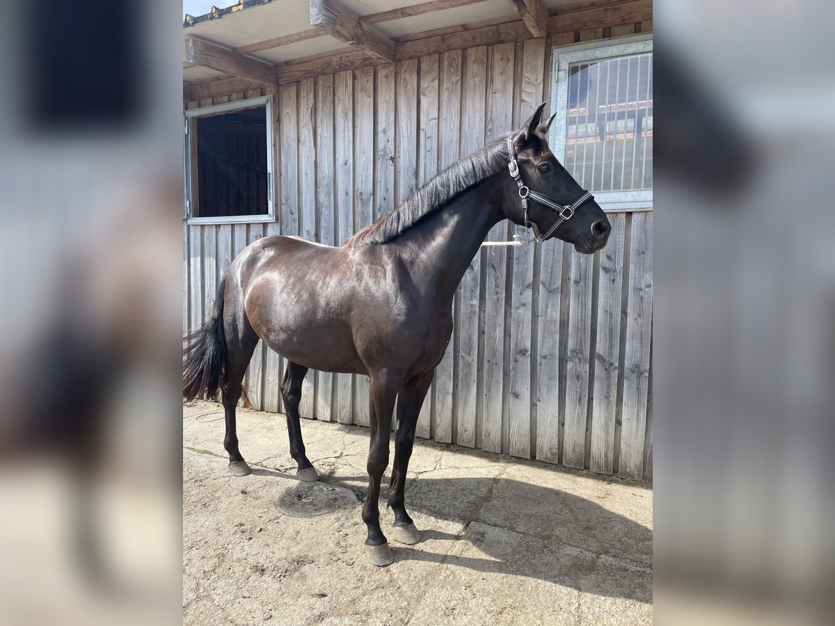 Koń oldenburski Klacz 3 lat 165 cm Gniada in Dorscheid