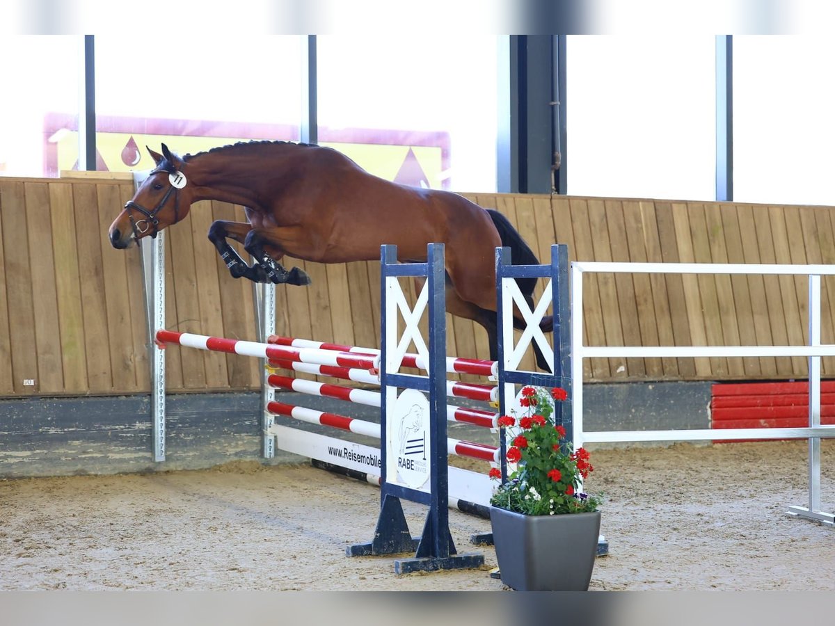 Koń oldenburski Klacz 3 lat 165 cm Gniada in Mei&#xDF;en