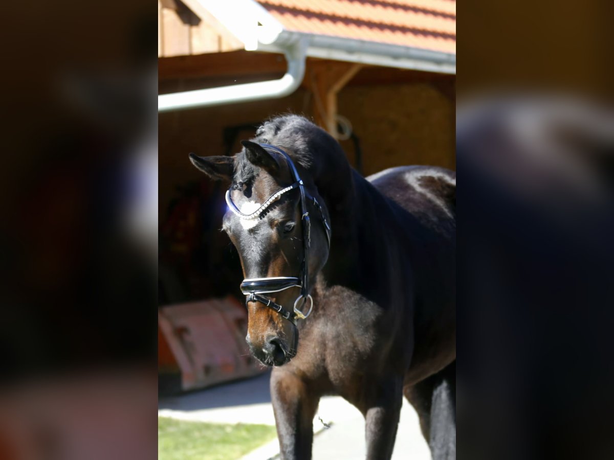 Koń oldenburski Klacz 3 lat 166 cm Ciemnogniada in Bramsche