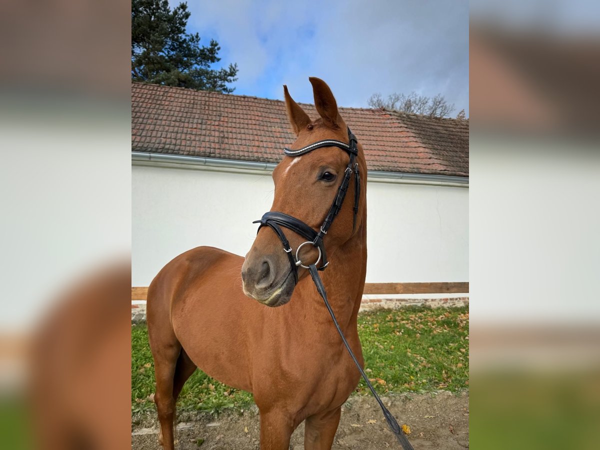 Koń oldenburski Klacz 3 lat 167 cm Ciemnokasztanowata in Dubenec