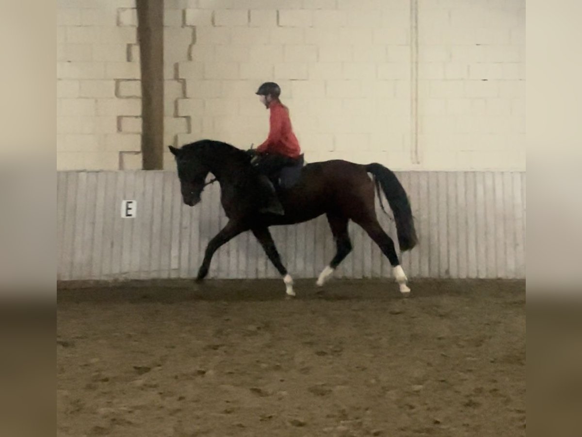 Koń oldenburski Klacz 3 lat 167 cm Gniada in Schenklengsfeld