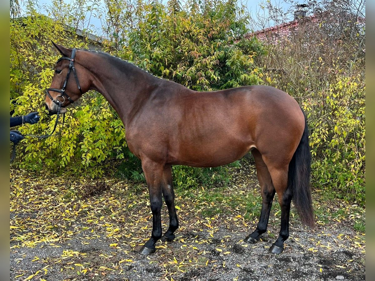 Koń oldenburski Klacz 3 lat 167 cm Gniada in Schwaan