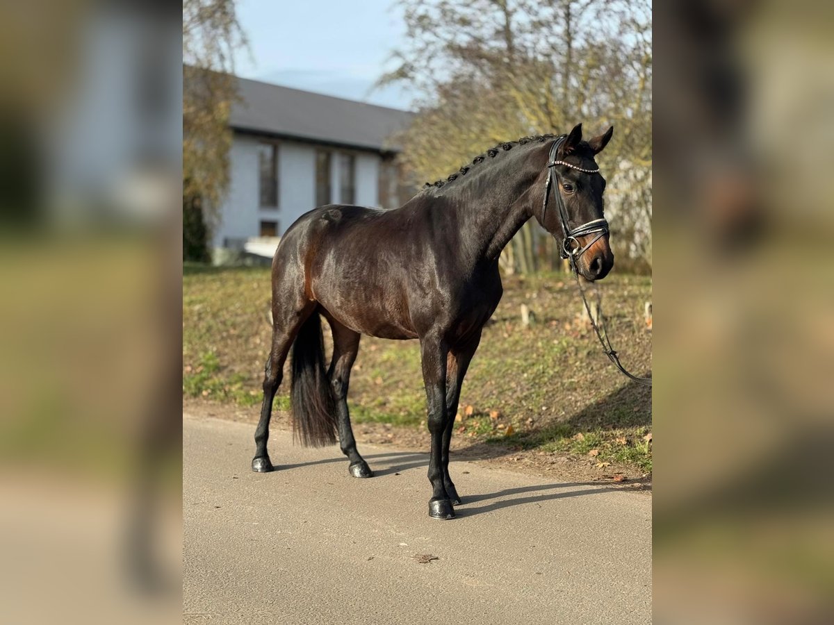 Koń oldenburski Klacz 3 lat 167 cm Gniada in Ph&#xF6;ben