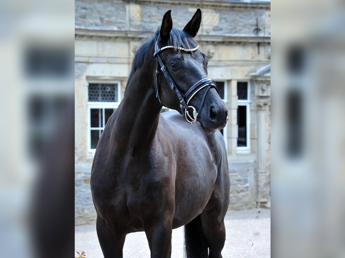 Koń oldenburski Klacz 3 lat 167 cm Kara in Emmerthal-H&#xE4;melschenburg