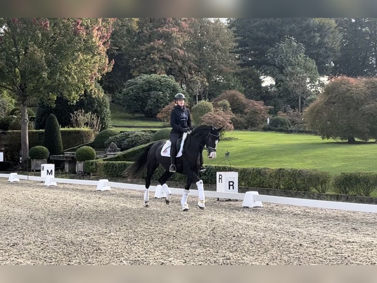 Koń oldenburski Klacz 3 lat 167 cm in Kronberg im Taunus