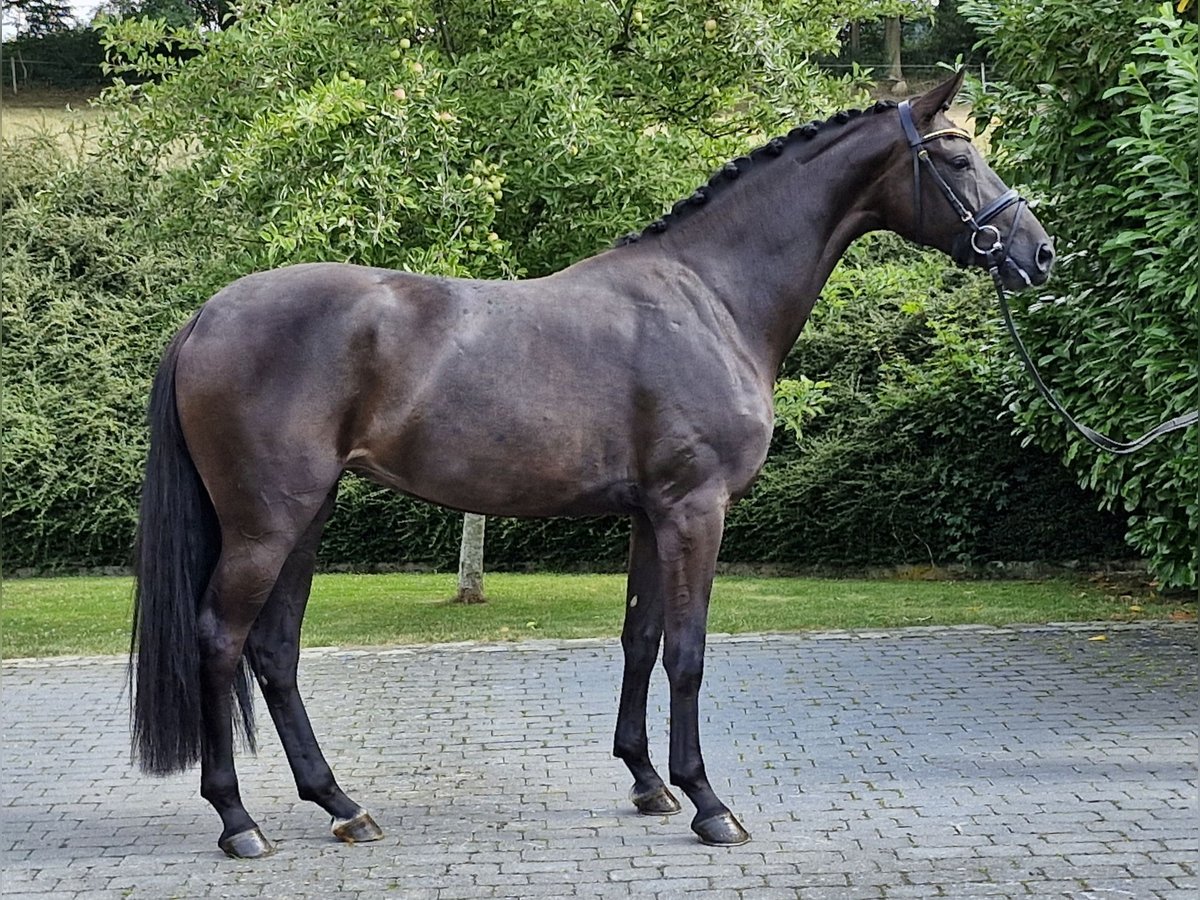 Koń oldenburski Klacz 3 lat 167 cm Skarogniada in Ostercappeln