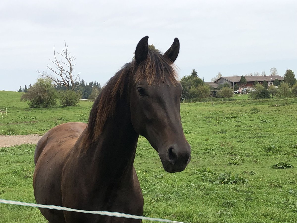 Koń oldenburski Klacz 3 lat 168 cm Ciemnogniada in Reichersbeuern
