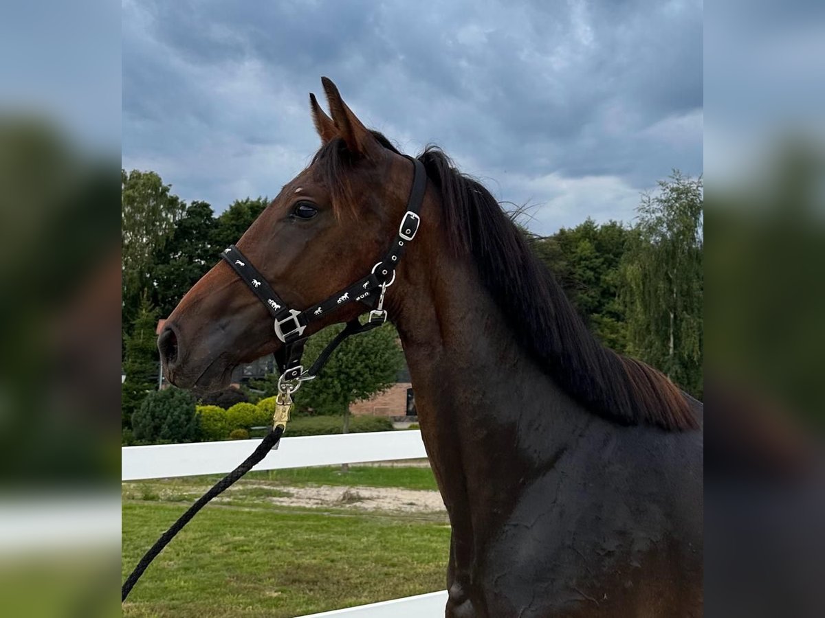 Koń oldenburski Klacz 3 lat 168 cm Gniada in Niezabyszewo