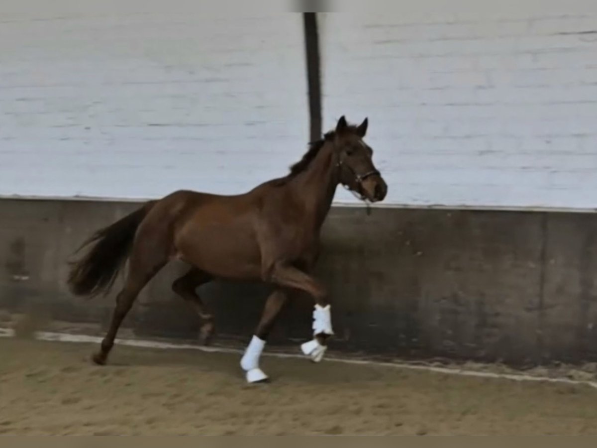 Koń oldenburski Klacz 3 lat 168 cm in Westerstede