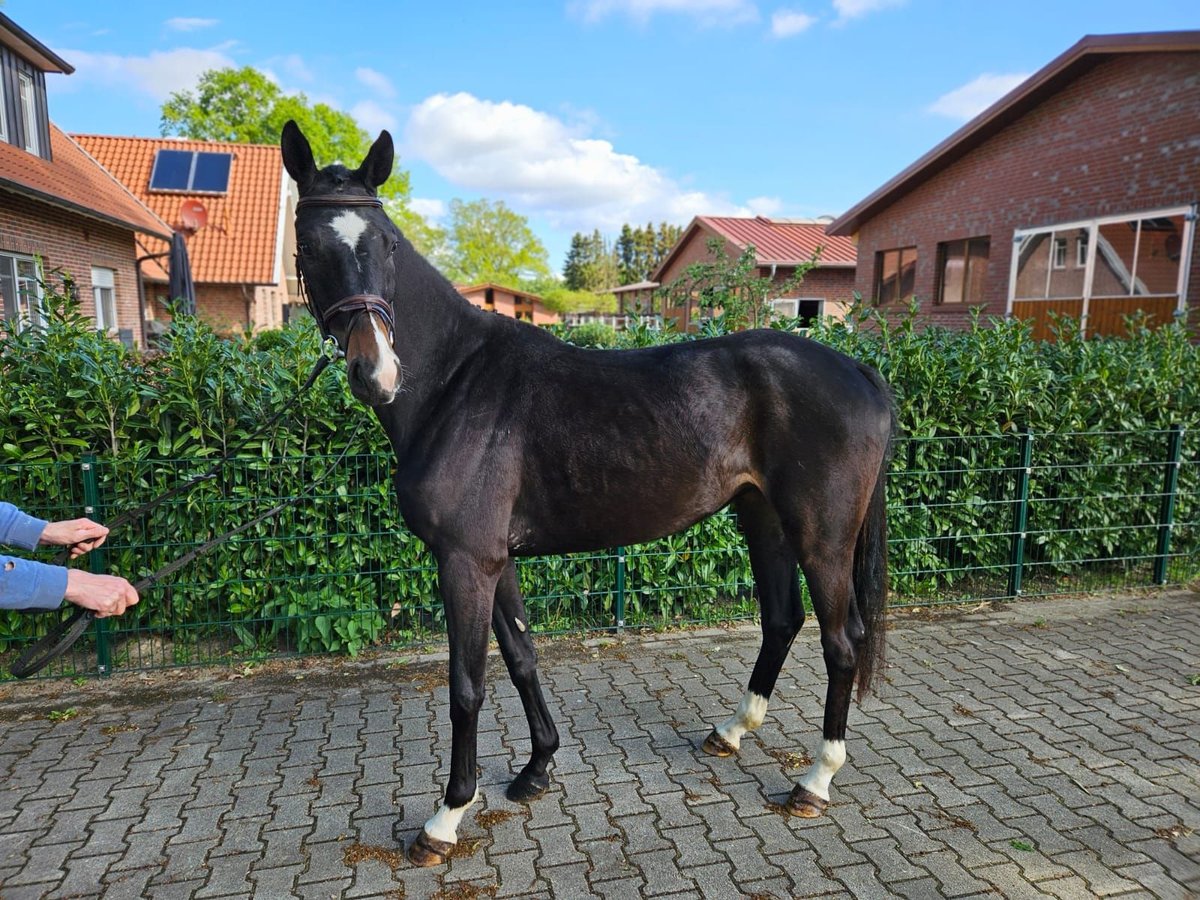 Koń oldenburski Klacz 3 lat 168 cm Skarogniada in Molbergen