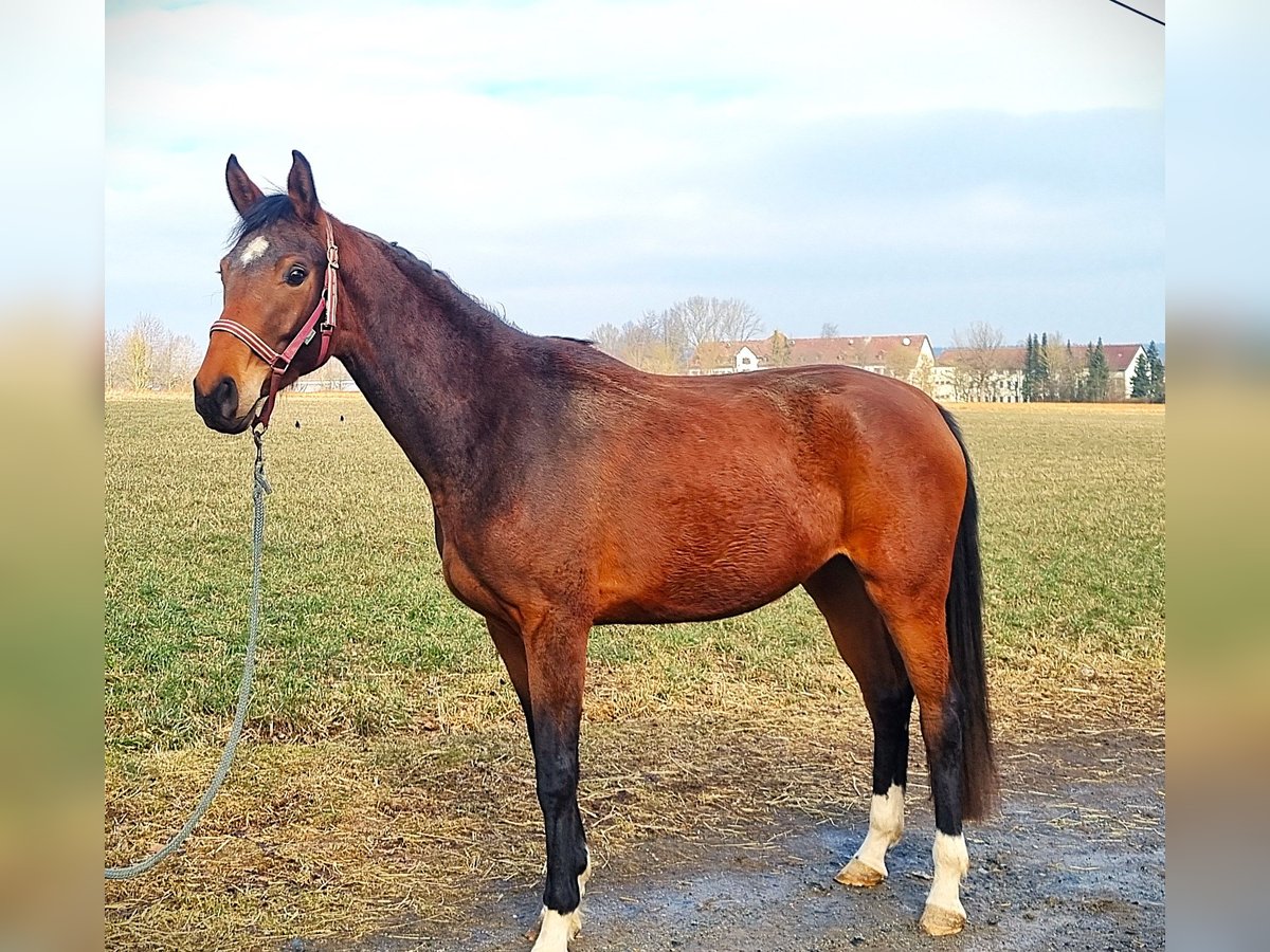 Koń oldenburski Klacz 3 lat 169 cm Gniada in Rehau