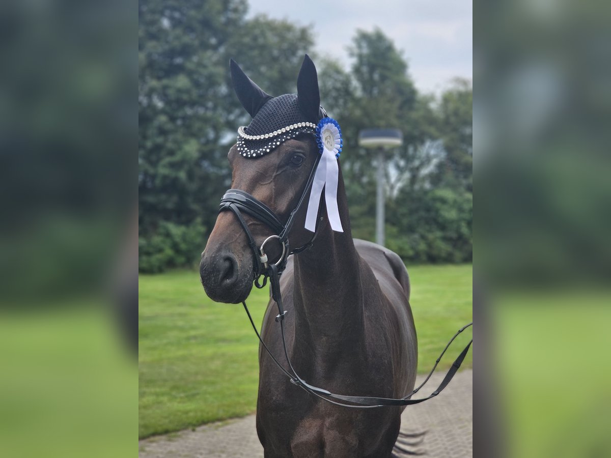 Koń oldenburski Klacz 3 lat 171 cm Ciemnogniada in Lippetal