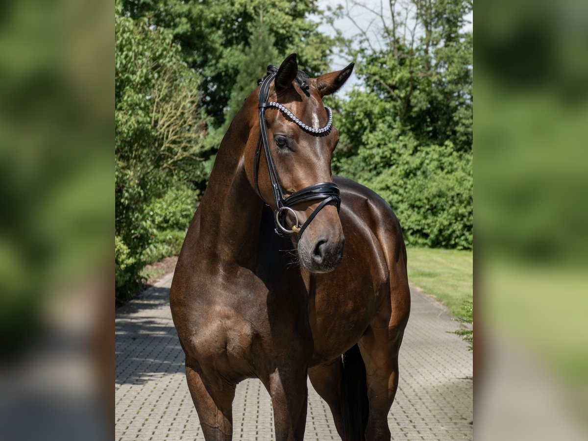 Koń oldenburski Klacz 3 lat 171 cm Ciemnogniada in Lippetal