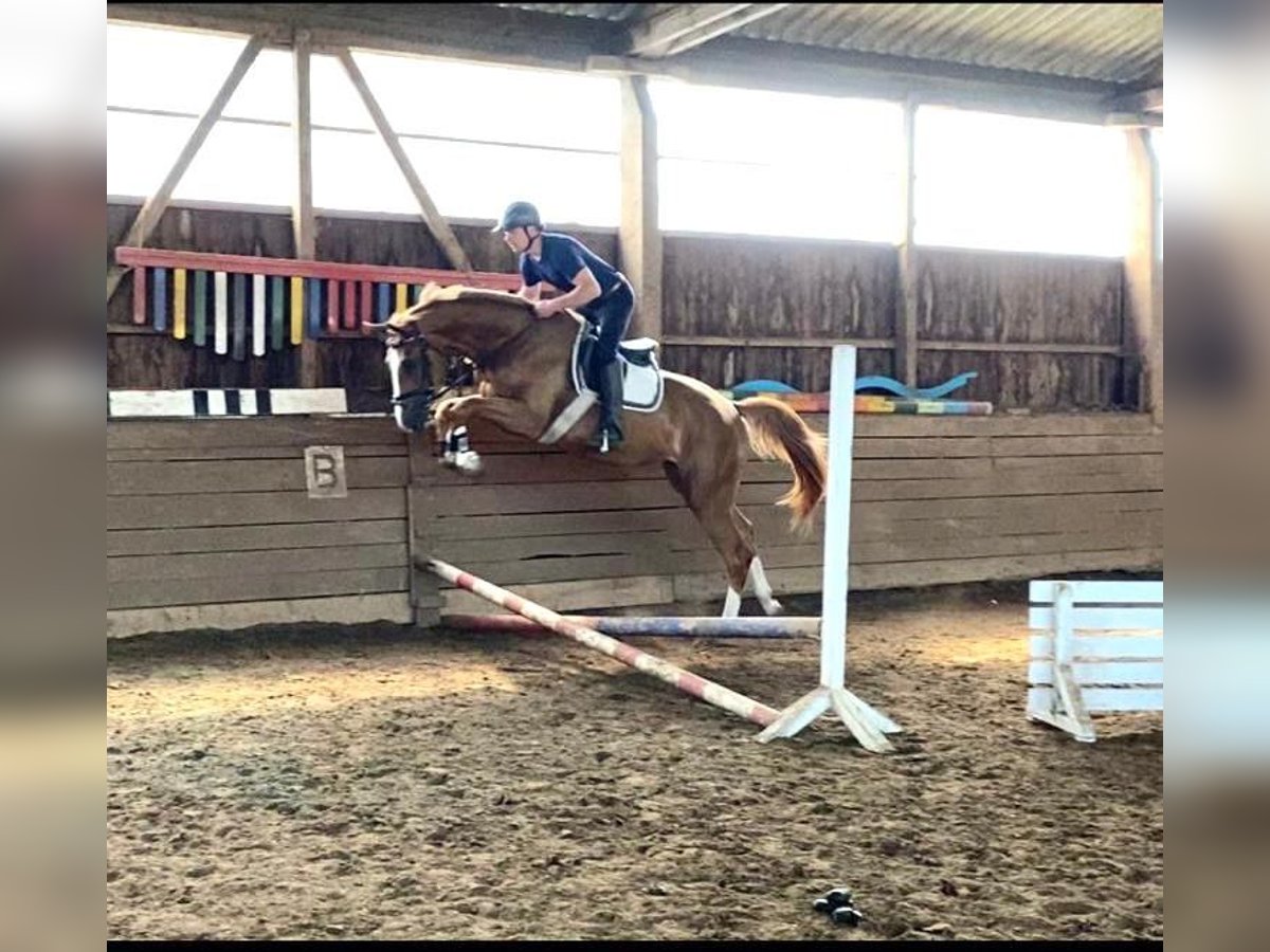 Koń oldenburski Klacz 3 lat 172 cm Kasztanowata in Lübeck