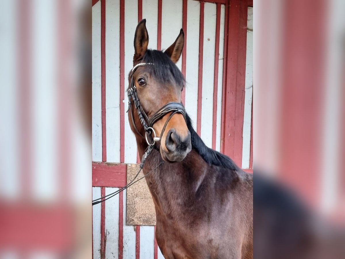 Koń oldenburski Klacz 4 lat 156 cm Gniada in Bad Schussenried