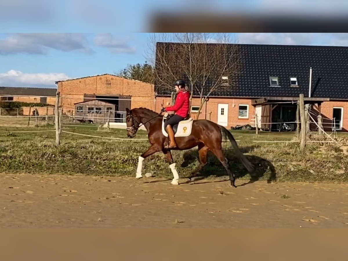 Koń oldenburski Klacz 4 lat 161 cm Gniada in Bismark (Altmark) OT Gr&#xE4;venitz