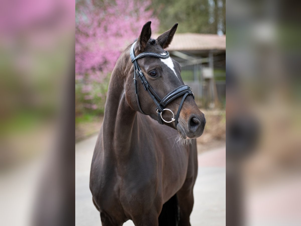 Koń oldenburski Klacz 4 lat 162 cm Ciemnogniada in Bramsche