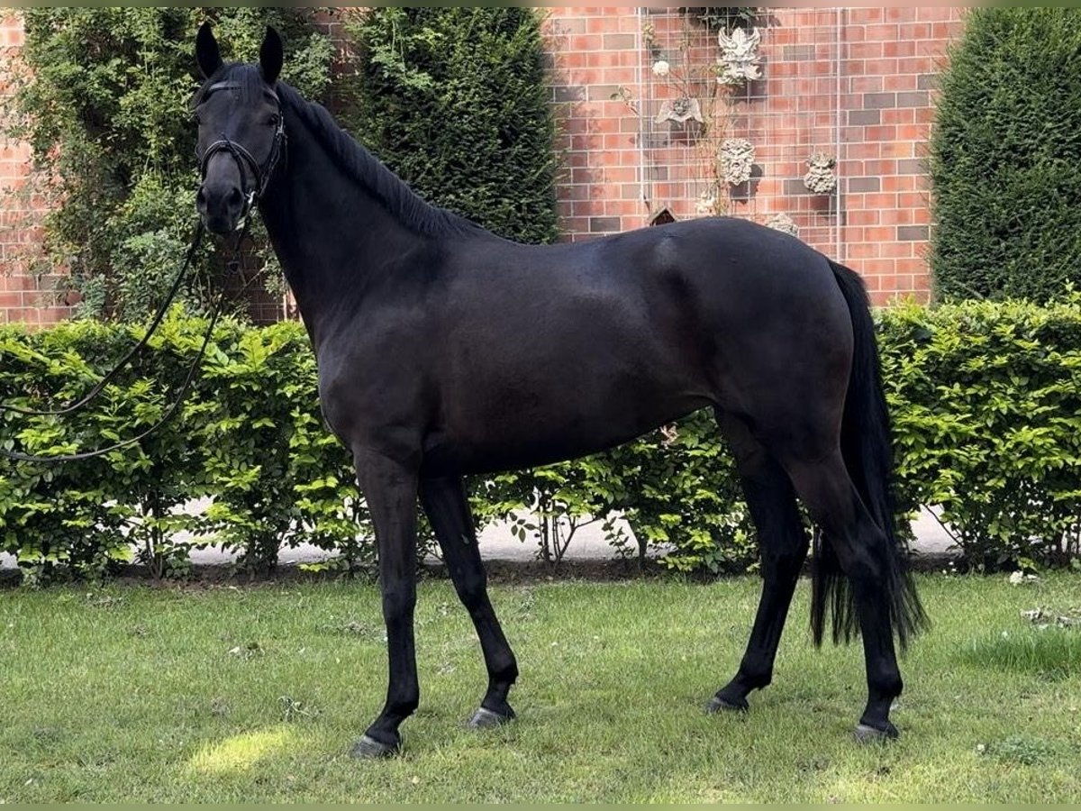 Koń oldenburski Klacz 4 lat 163 cm Ciemnogniada in Emstek/Halen